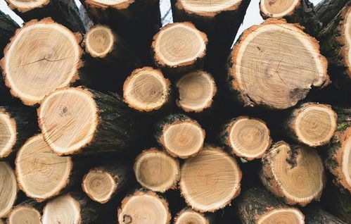 中国买家以1230万美元拍下62万立方米木材